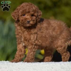 Kassie, Miniature Poodle Puppy